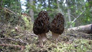 Harvesting and cooking Morel Mushrooms screenshot 5