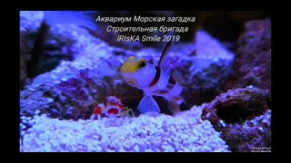 Аквариум Морская загадка  Бригада строителей