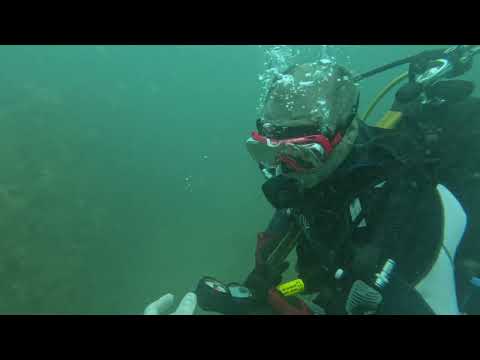 Scuba Diving a Shipwreck 11 Miles Offshore Jacksonville, Florida | Amazing Underwater Adventure