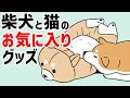 【犬猫まんが】柴犬と三毛猫の『お気に入りグッズ』たちを紹介する