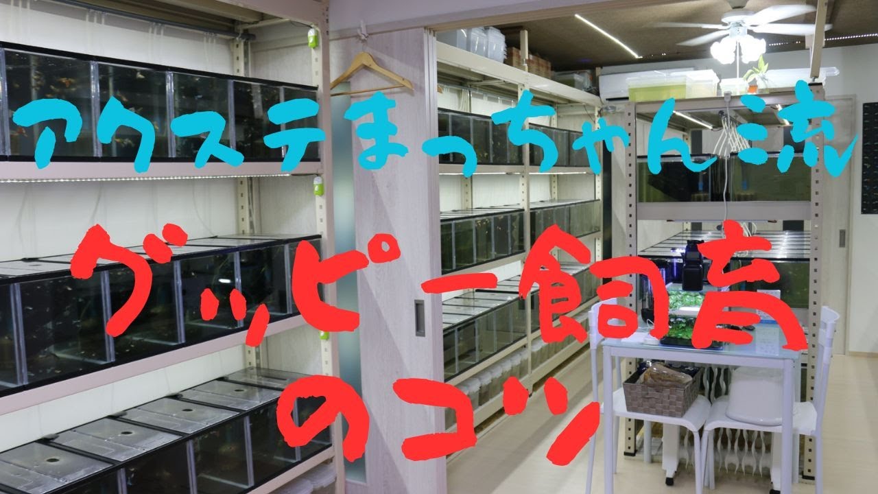 グッピー飼育のコツ