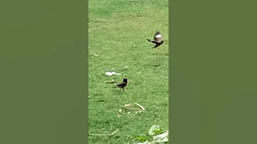 Two humming birds🐦🐦🐦 #shorts #video #viral #trending#bird #please_subscribe_my_channel