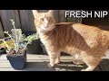 As fresh as catnip can be