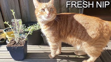 As fresh as catnip can be