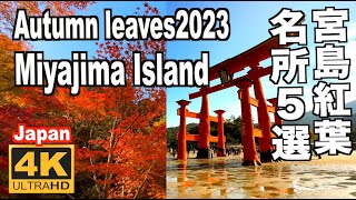 宮島の紅葉5選 5Spot of Miyajima Island in autumn leaves 宮島観光 広島観光 紅葉の名所 世界遺産 厳島神社 紅葉谷公園 4K Hiroshima Trip