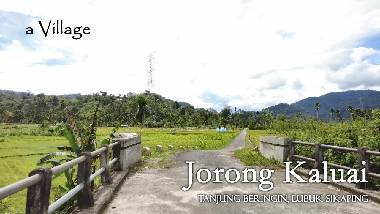 JORONG KALUAI TANJUNG BERINGIN | Pemandangan Hamparan Sawah di Kaki Bukit | Pasaman, Sumbar