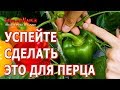 Чтобы ПЕРЦА было В 2 РАЗА больше - сделайте ЭТO! Пасынкование и Формирование Перца.