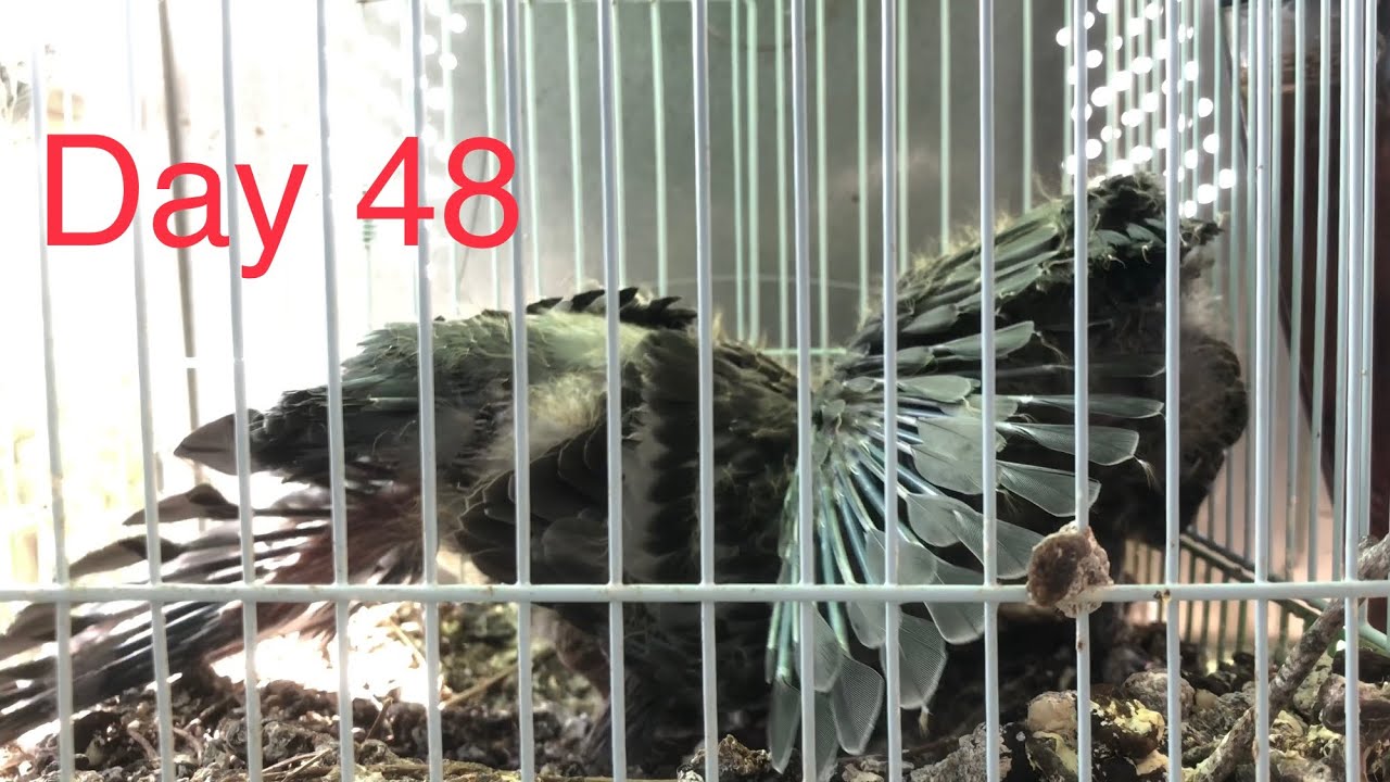 Голуби. День сорок восьмий. Пташенятам стає мало місця у гнізді.