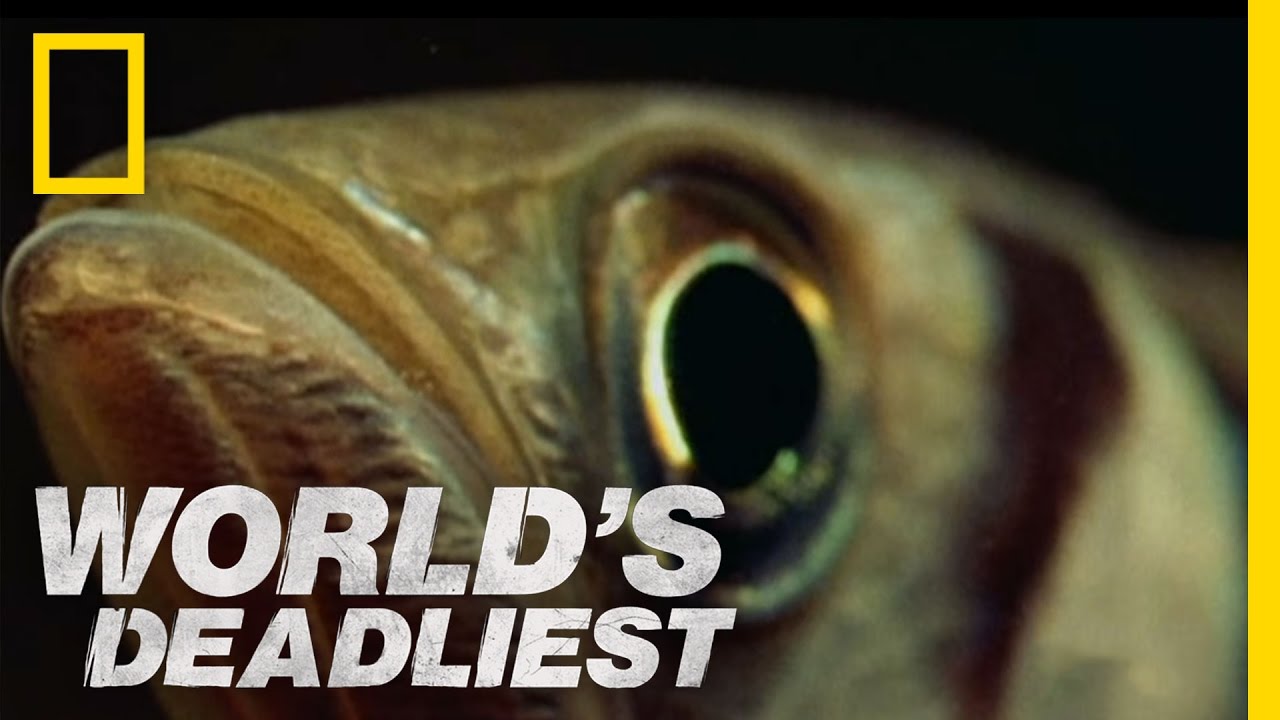 Fish "Shoots" Prey with Water | World's Deadliest