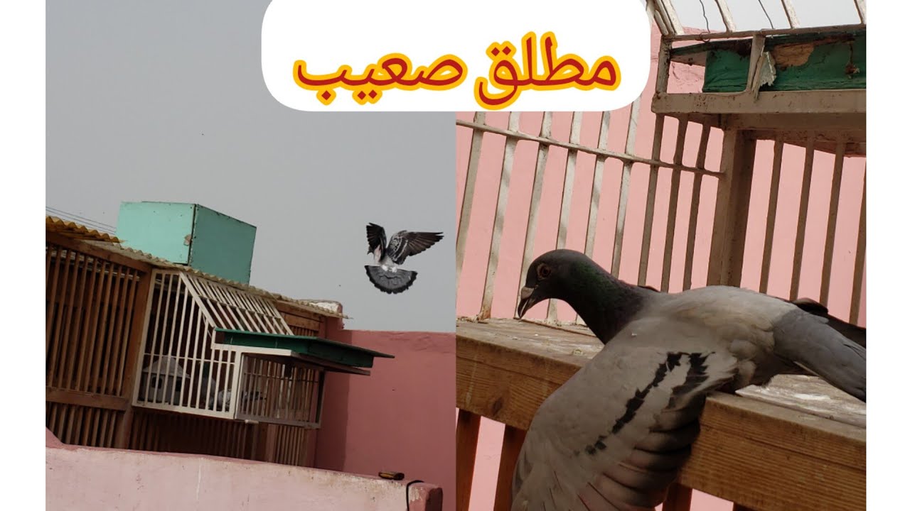 دخول الحمام من 270 كلم اااودي خليها على الله