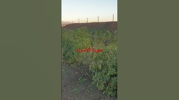 سورة الاسراء