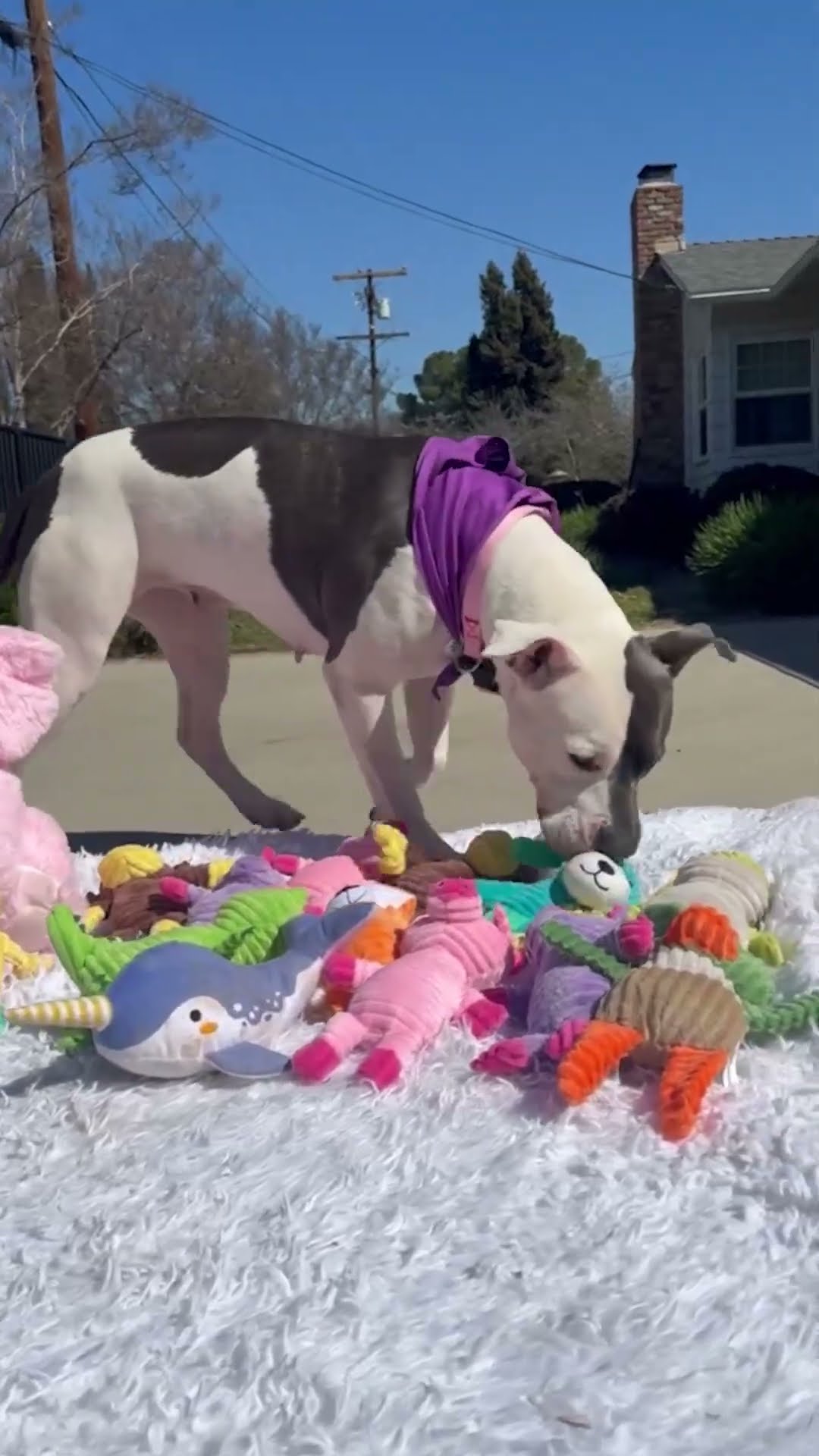 Adoptable Pittie Gets A Stuffie Party | The Dodo