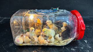 Egg Hatching In Plastic Bottle - How To Make Egg Incubator My Using Plastic Bottle