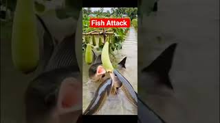 Fish attack on my vegetables#vegetables #attack