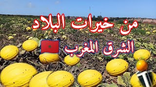 كافيمور بركان خيرات بلادي المغرب ?? بطيخ الاصفر | زراعة البطيخ