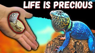 Collared Lizard Babies Are Hatching!