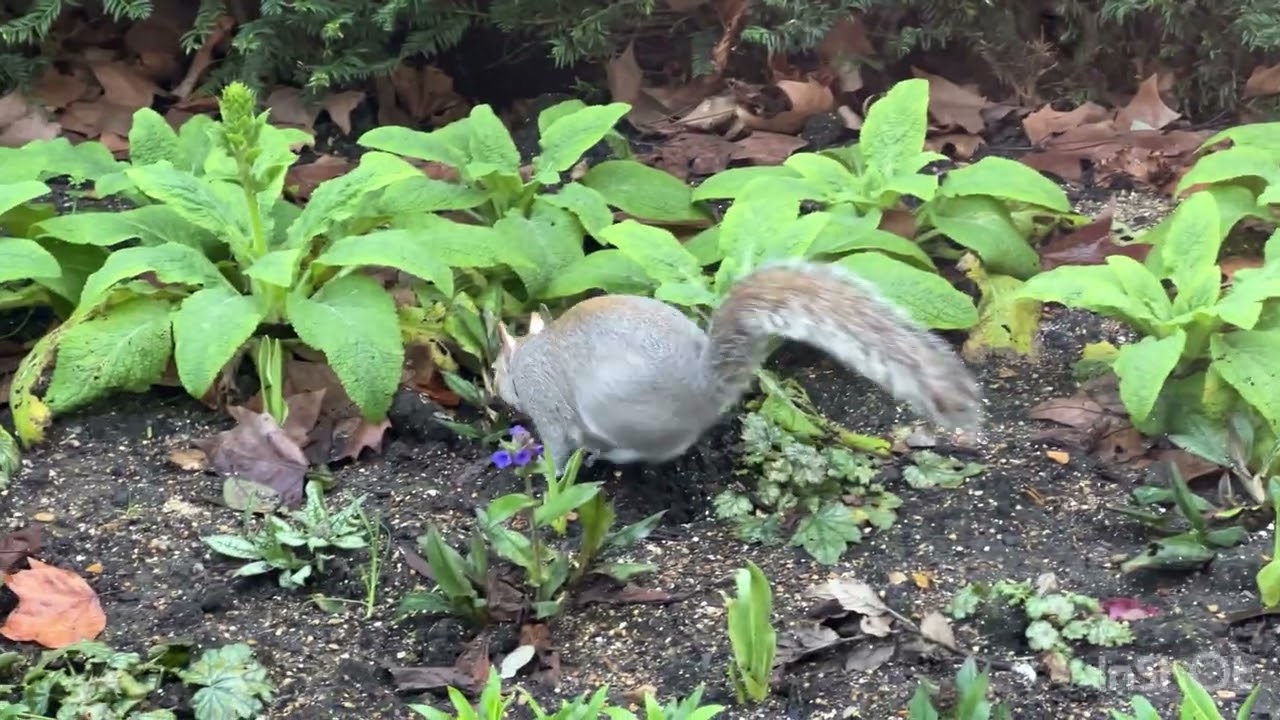 Гайд-парк, конец февраля 2026. 