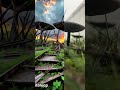 Nature AI transformation #ai #nature