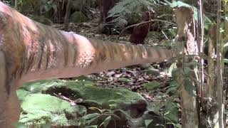 Leaellynasaura dinosaur at Dinosaur Valley Australia