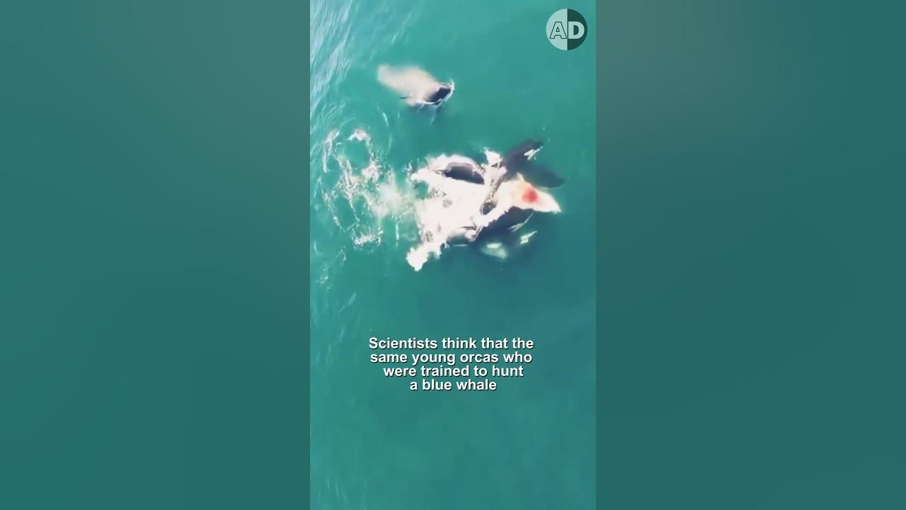 Killer Whales Hunting the Largest Animal Ever: Orcas vs. a Blue Whale