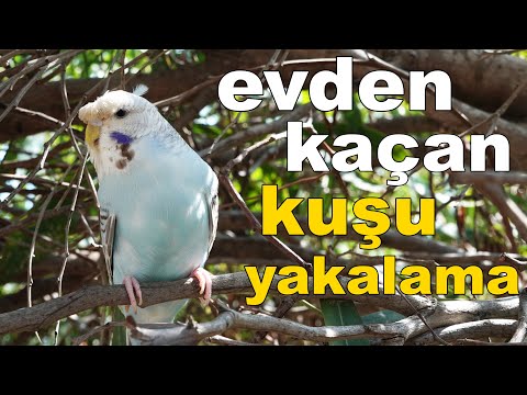 Video: Bir Genç Evden Kaçarsa Ne Yapmalı