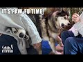 Husky Makes His Nan REGRET Taking His Seat!