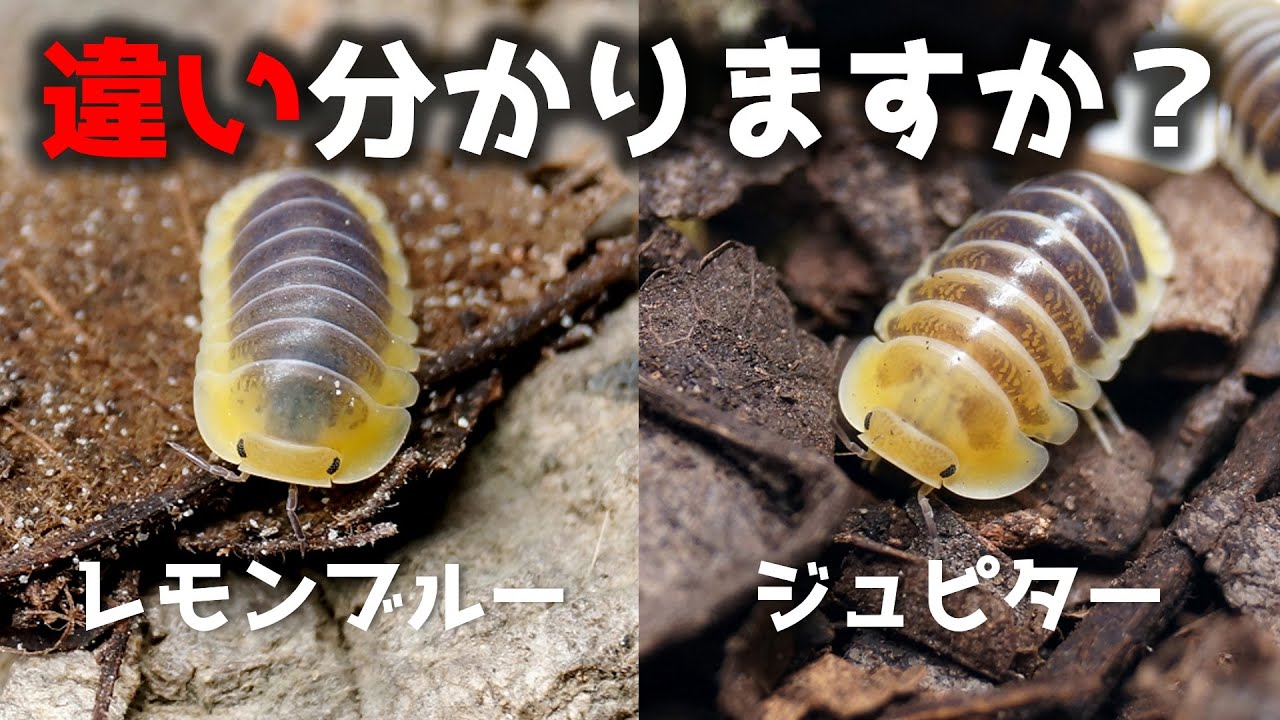 マニアが似たようなダンゴムシを飼う理由【レモンブルー・ジュピター