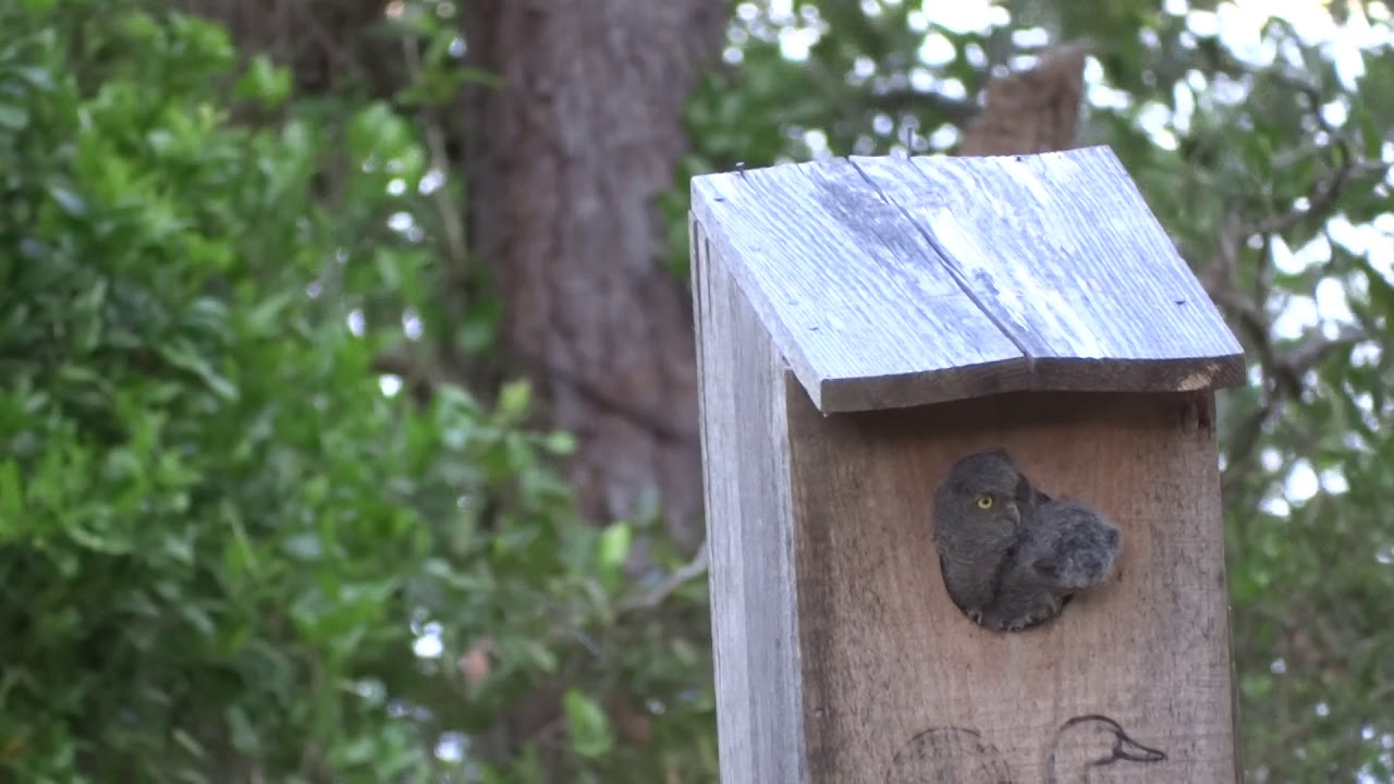 20190516180021 Owls YouTube