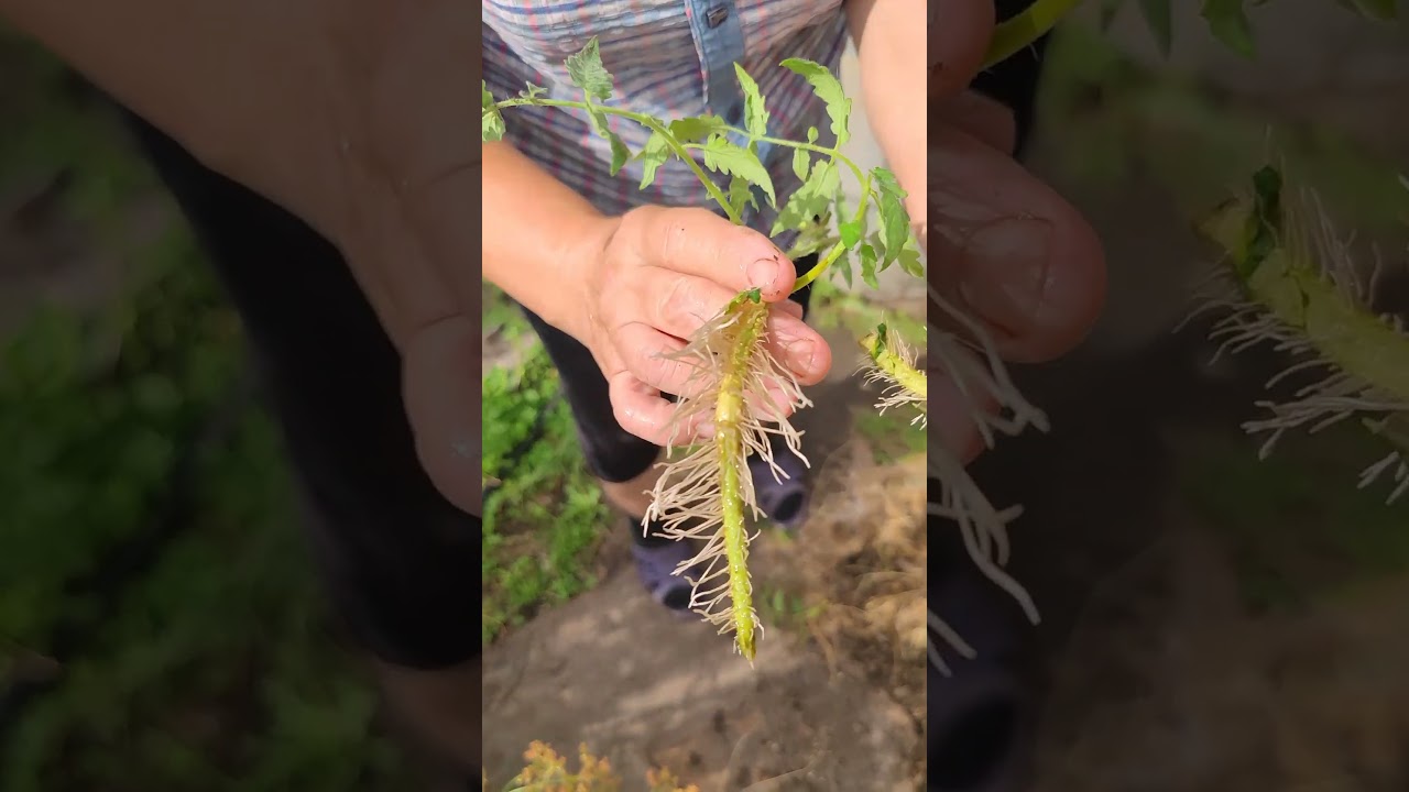 Что там снова за забором?  Спилили сирень  Замочила тяпки  Усища томатов. Муравьи.