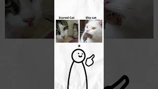 Scared Cat vs Shy Cat #shorts
