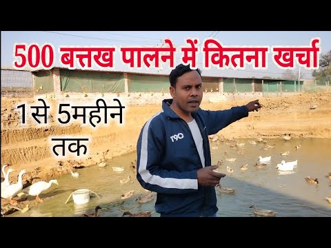 वीडियो: एक बतख को कैसे बताना है