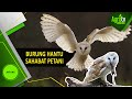 BURUNG HANTU SAHABAT PETANI