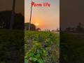 Form life 🌾#farmlife #farming #kisan #kisani #agriculture