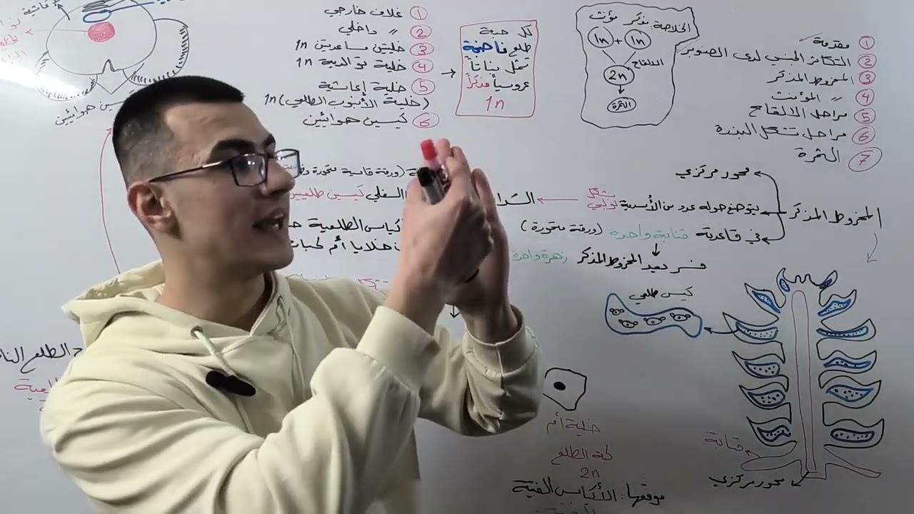 عاريات البذور | المخروط المذكر |