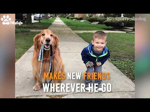 Smart dog go on walk by Himself