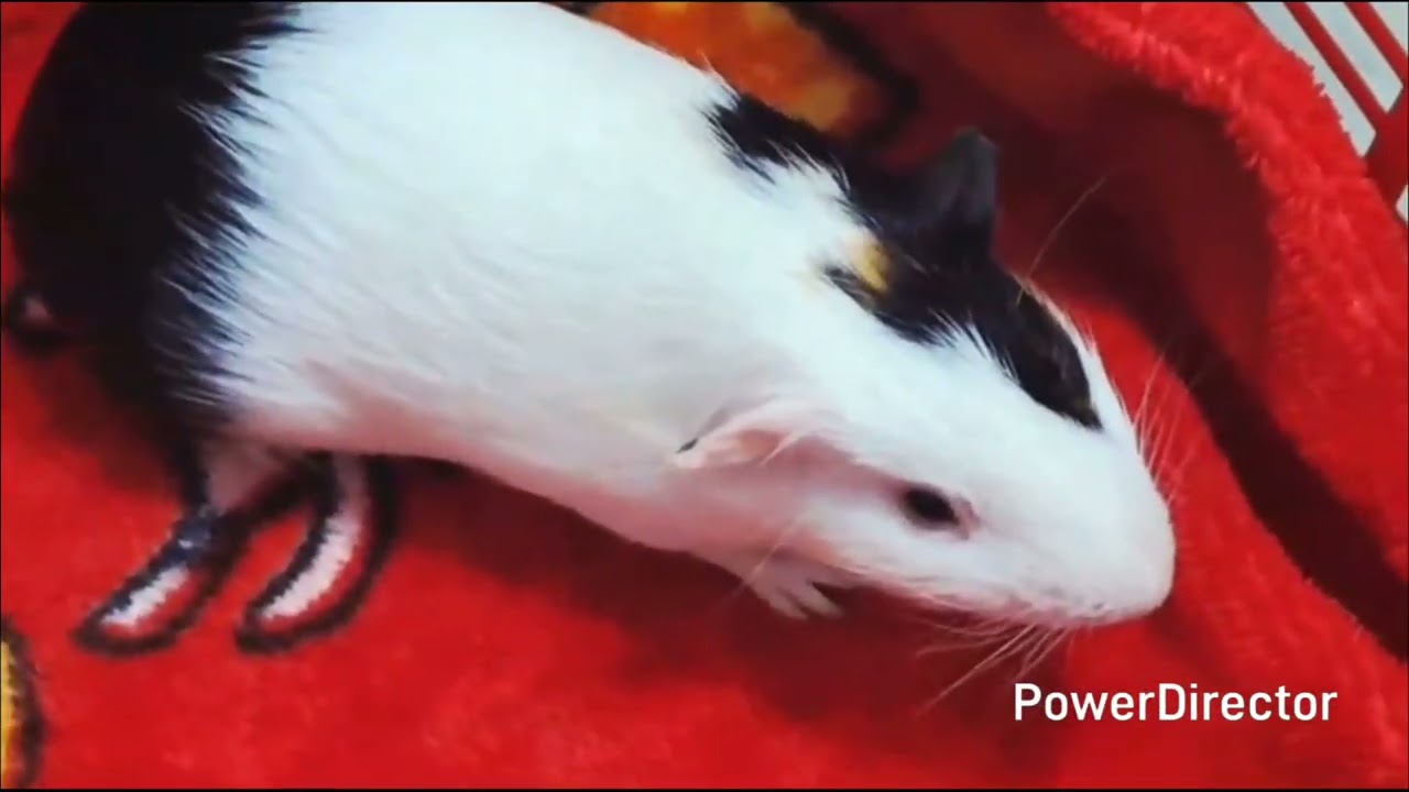 Guinea Pigs|| Guinea Pigs Noises|| Guinea Pigs Jo Maled Hote Hain ||Guinea Pig Shouting||Guinea Fowl