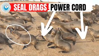 Seal Drags Power Cord