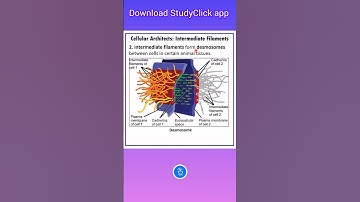 Cellular Architects: Intermediate Filaments | Nuclear Lamina | Desmosomes | #biology