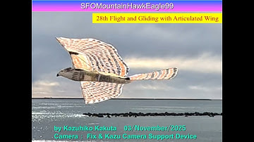 サーボ駆動クマタカ型羽ばたき機 33g　SFOMountainHawkEagel99 : 28th Flight and Gliding with Articulated wings