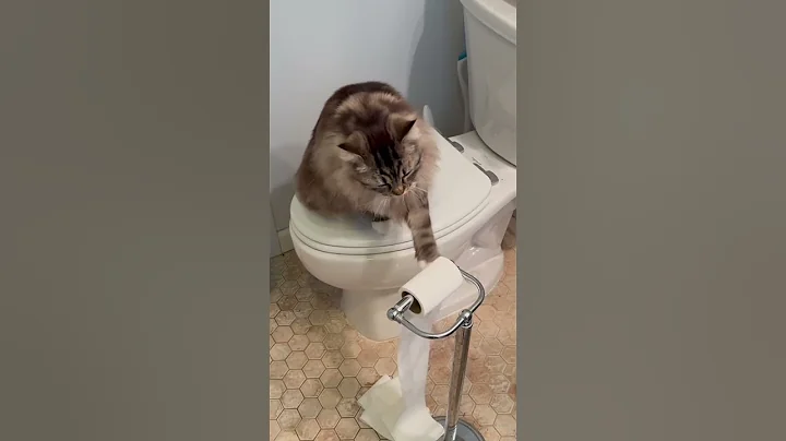 Watch the video about 😻 Cat vs Bathtub, Dog & Toilet Paper – Total Feline Havoc!