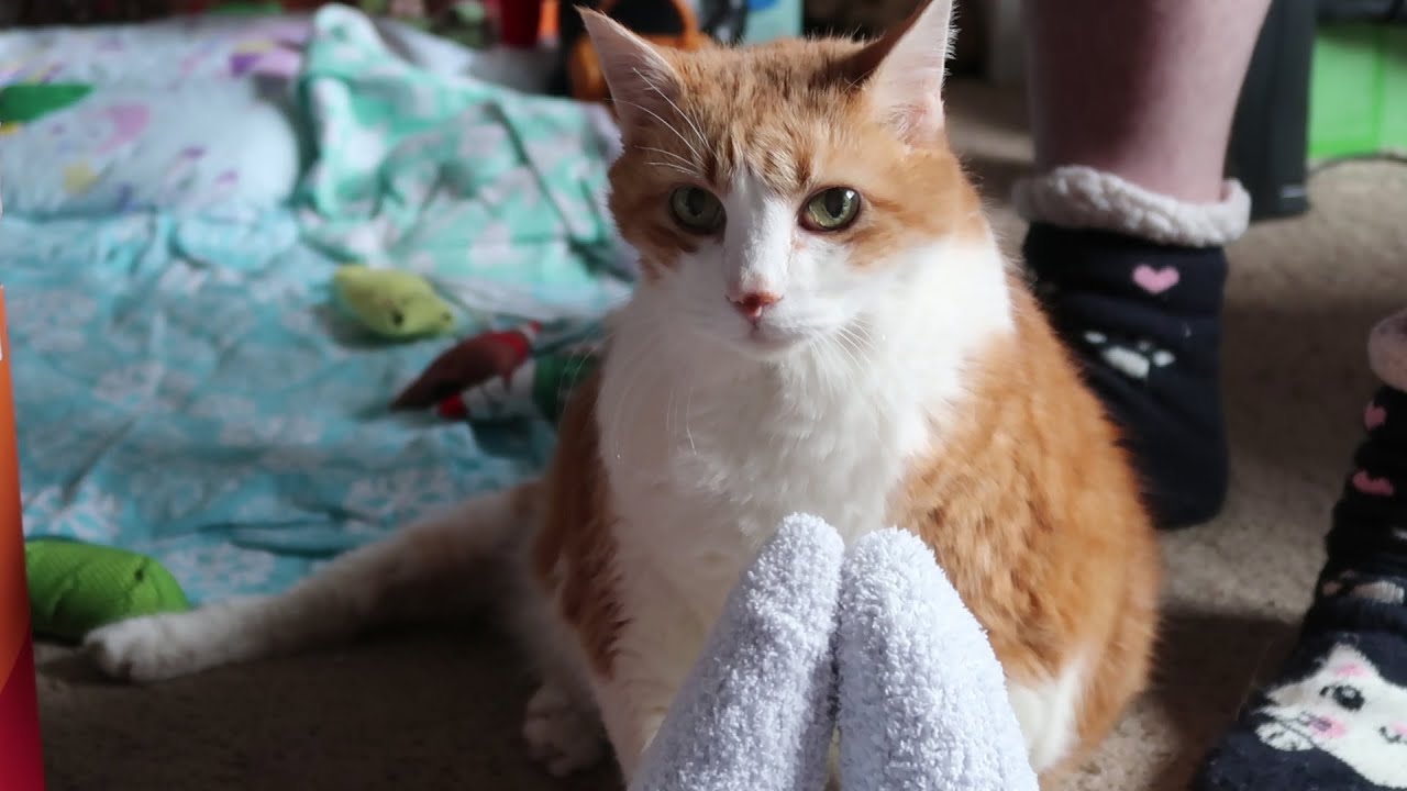 Pestering My Cat - YouTube