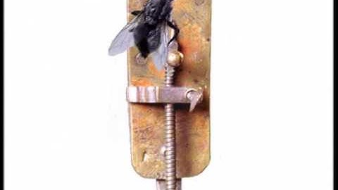 Museum Boerhaave Antoni van Leeuwenhoek