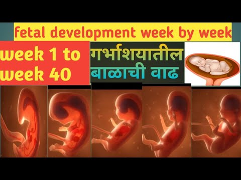 आईच्या पोटात बाळ कसे तयार होते | Fetal development week 1 to week 40 | baby in the womb