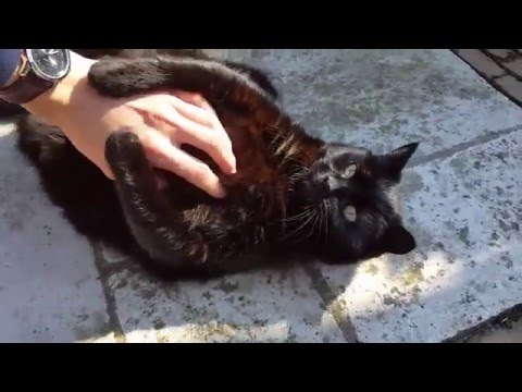 Video: Nieuwe Waarneming Van Een Grote Zwarte Kat In Het VK - Alternatieve Mening