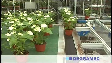 16op9 bufferband xvid