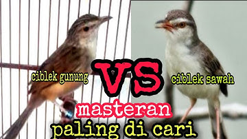 DUET MAUT CIBLEK GUNUNG VS CIBLEK SAWAH, MASTERAN FULL TEMBAKAN