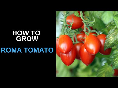 What Is The Best Way To Grow Roma Tomato?