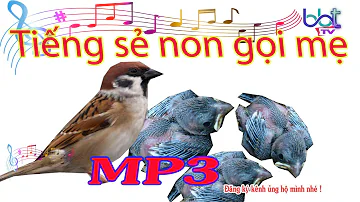 Tiếng sẻ non gọi mẹ của thợ bẫy Chim xuống sào rất nhanh