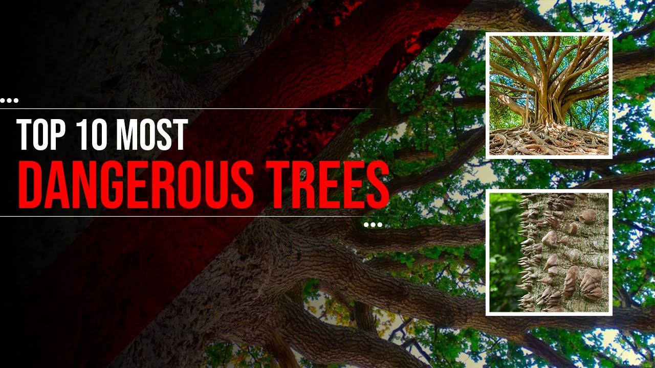 Top 10 Most Dangerous Trees On Earth YouTube top-10-most-dangerous-trees-in-the-world-youtube