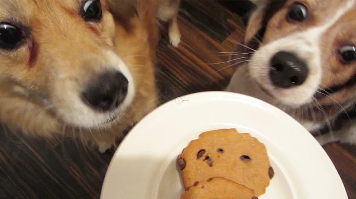 MINECRAFT DOG BISCUITS - MONDAY VLOG